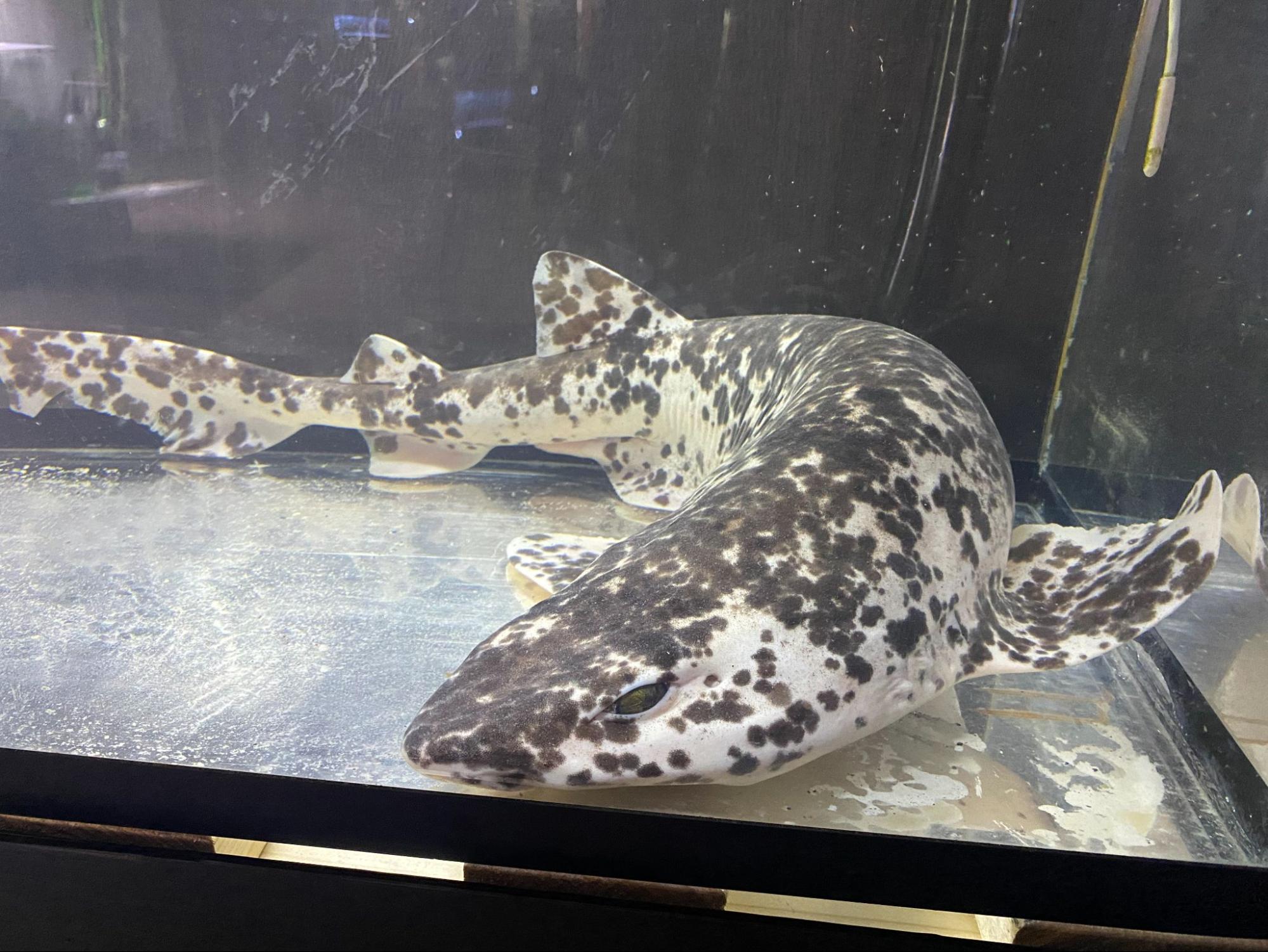 【伊勢シーパラダイス】パンダカラーのサメ現る！？希少な色彩の”ナヌカザメ”を展示開始